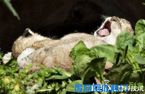 全球最萌动物排行榜：可爱的它们怎能伤害