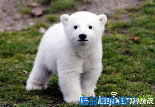 全球最萌动物排行榜：可爱的它们怎能伤害