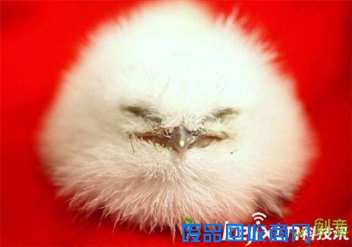 全球最萌动物排行榜：可爱的它们怎能伤害