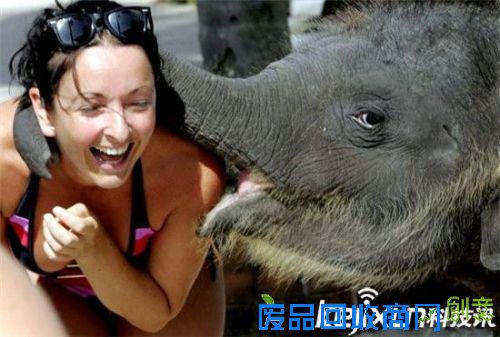 全球最萌动物排行榜：可爱的它们怎能伤害