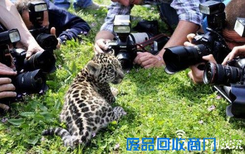 全球最萌动物排行榜：可爱的它们怎能伤害