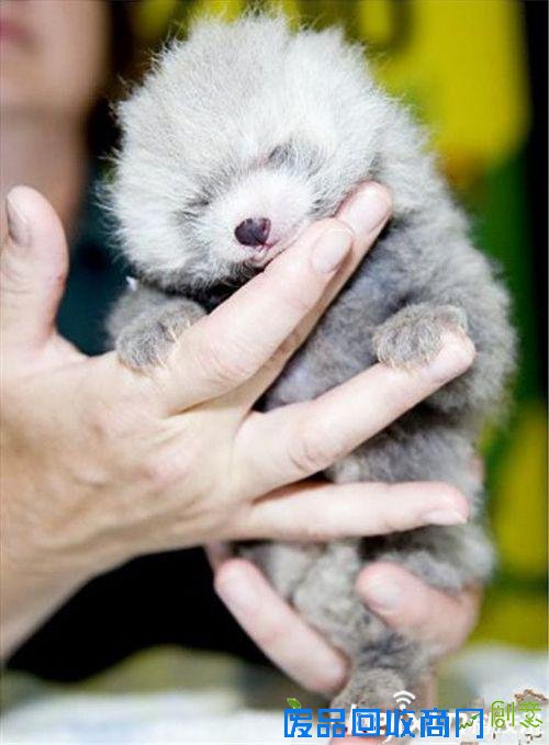 全球最萌动物排行榜：可爱的它们怎能伤害