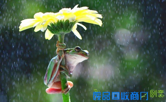 印尼呆萌树蛙雨中紧抱非洲菊躲雨画面唯美(图)