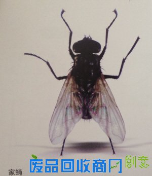 苍蝇飞过 77岁老人一眼就知啥种类