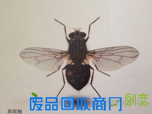 苍蝇飞过 77岁老人一眼就知啥种类