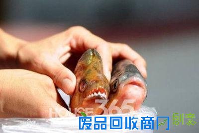 切蛋鱼侵入巴黎河道引恐慌 盘点可爱动物伤人事件（组图）