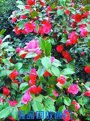 赏花游园醉入花丛寻春意