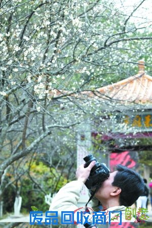 赏花游园醉入花丛寻春意