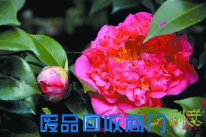 赏花游园醉入花丛寻春意