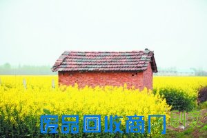 赏花游园醉入花丛寻春意