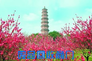 赏花游园醉入花丛寻春意