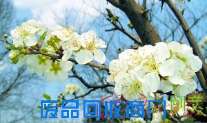 赏花游园醉入花丛寻春意