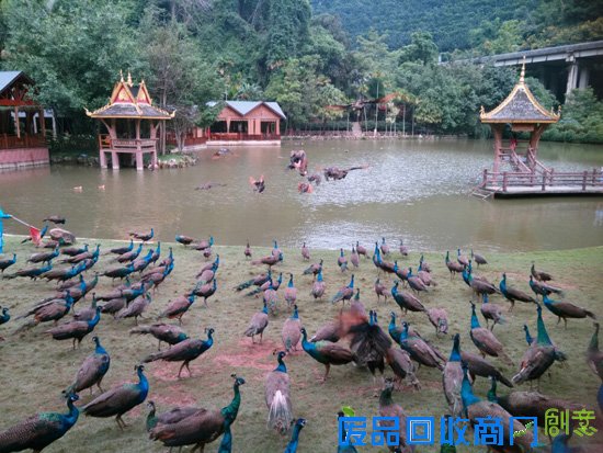 跟着《爸爸去哪儿3》 一起玩转云南西双版纳