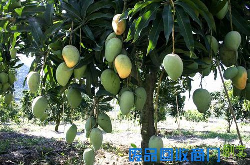 西双版纳—芒果