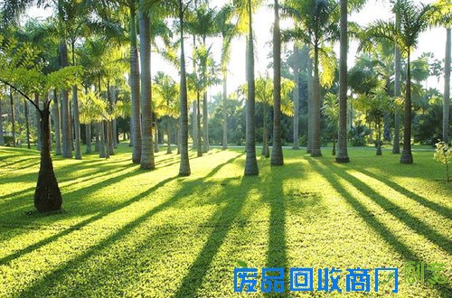 勐仑植物园美丽一景