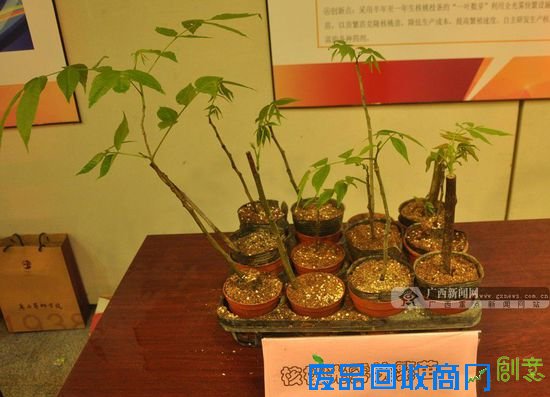 核桃光雾快繁苗技术展示。广西新闻网记者