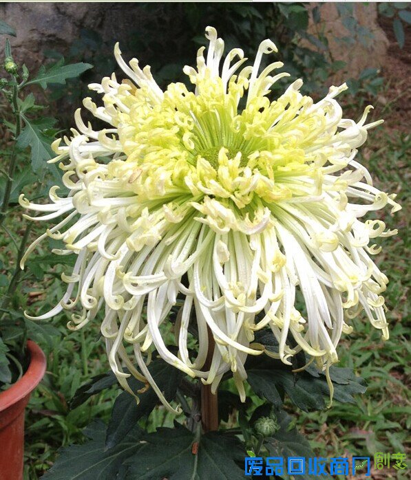 本就是个凡人,何必苛求成仙?