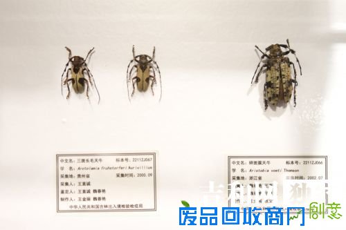 天牛标本
