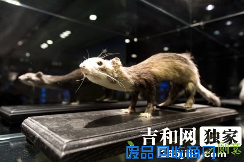 鼠类标本 本组图片 记者 兰洋 摄