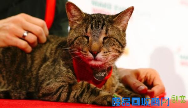 为什么人们爱看萌宠视频？