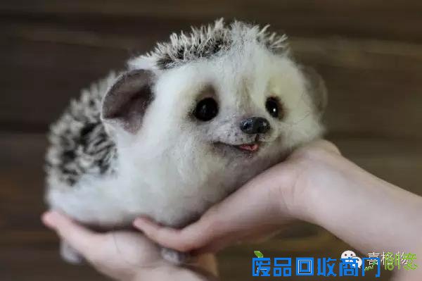 创意手工小动物不用洗澡不用逛街看着就行很可爱