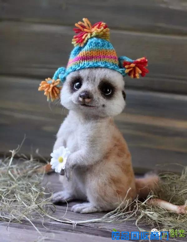 创意手工小动物不用洗澡不用逛街看着就行很可爱