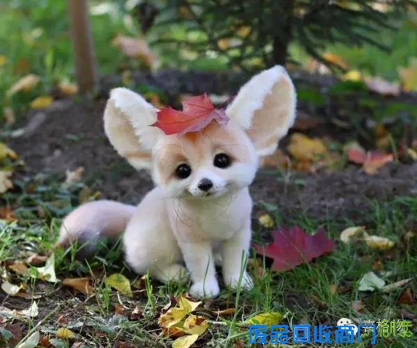 创意手工小动物不用洗澡不用逛街看着就行很可爱