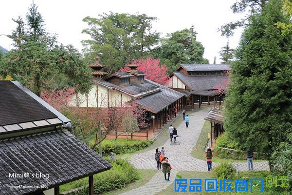 災後重生更美！粉嫩櫻花點綴超夢幻 南投內湖森林國小