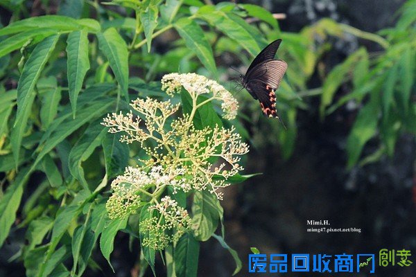 災後重生更美!粉嫩櫻花點綴超夢幻 南投內湖森林國小