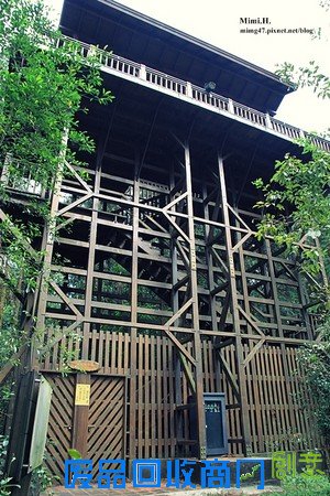 災後重生更美!粉嫩櫻花點綴超夢幻 南投內湖森林國小