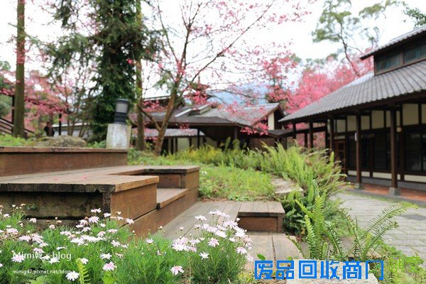 災後重生更美!粉嫩櫻花點綴超夢幻 南投內湖森林國小