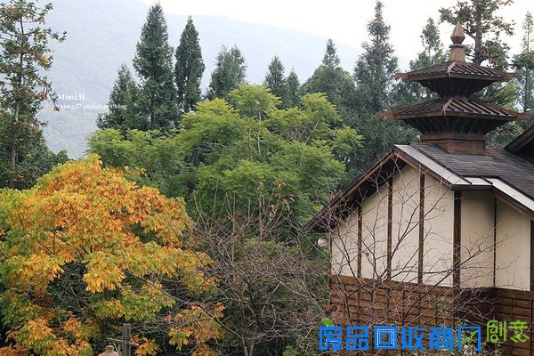 災後重生更美!粉嫩櫻花點綴超夢幻 南投內湖森林國小