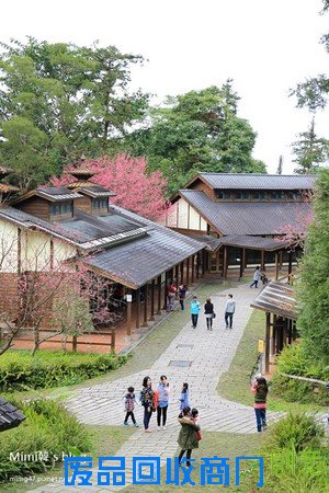 災後重生更美!粉嫩櫻花點綴超夢幻 南投內湖森林國小