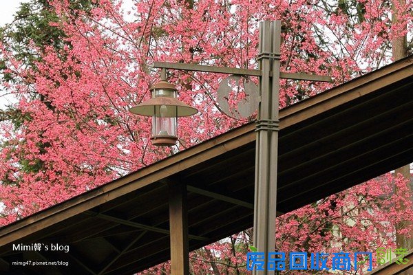 災後重生更美!粉嫩櫻花點綴超夢幻 南投內湖森林國小