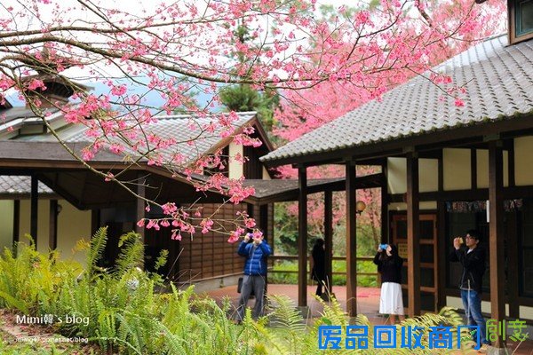 災後重生更美!粉嫩櫻花點綴超夢幻 南投內湖森林國小