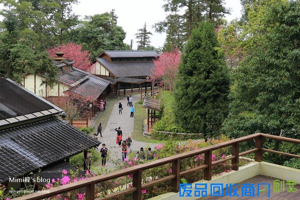 災後重生更美!粉嫩櫻花點綴超夢幻 南投內湖森林國小