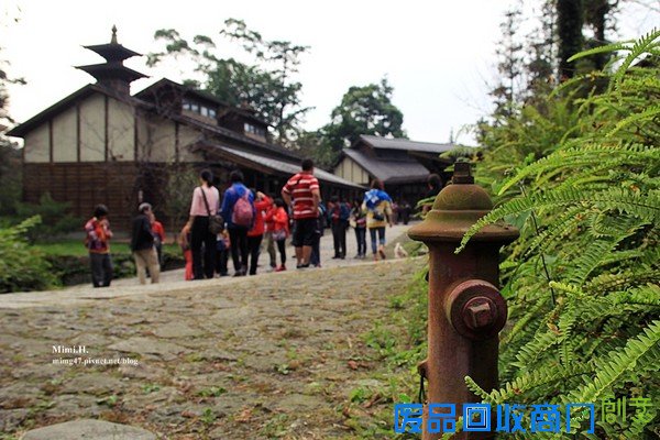 災後重生更美!粉嫩櫻花點綴超夢幻 南投內湖森林國小