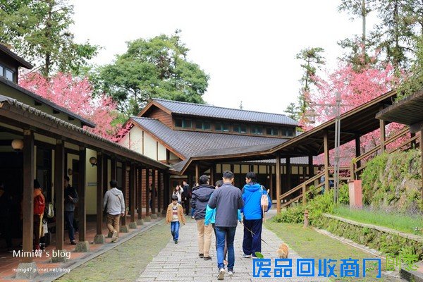 災後重生更美!粉嫩櫻花點綴超夢幻 南投內湖森林國小