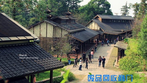 災後重生更美!粉嫩櫻花點綴超夢幻 南投內湖森林國小