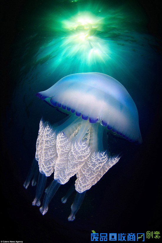 西班牙摄影师拍海中水母的梦幻舞姿