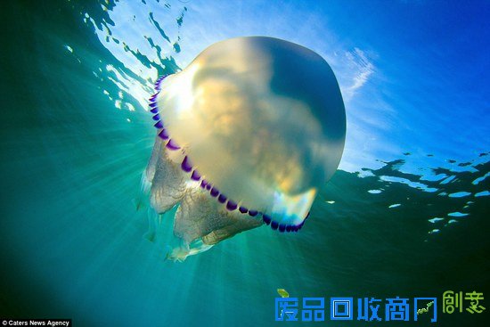 西班牙摄影师拍海中水母的梦幻舞姿