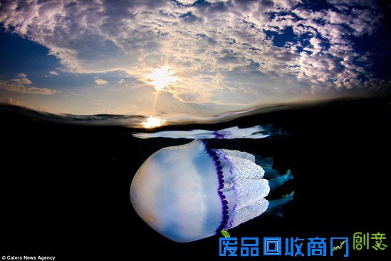 西班牙摄影师拍海中水母的梦幻舞姿