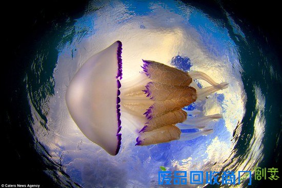 西班牙摄影师拍海中水母的梦幻舞姿