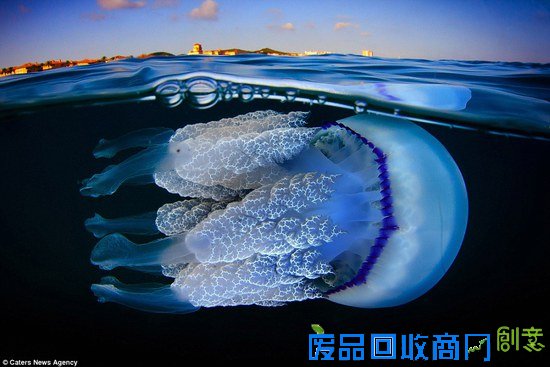 西班牙摄影师拍海中水母的梦幻舞姿