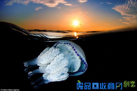 西班牙摄影师拍海中水母的梦幻舞姿
