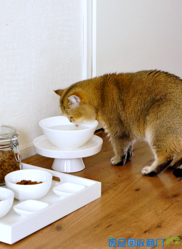 那些讨猫猫狗狗喜欢的宠物家具