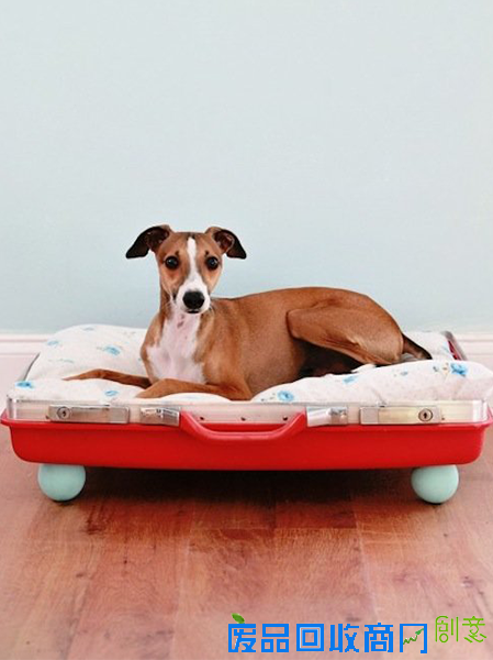 那些讨猫猫狗狗喜欢的宠物家具