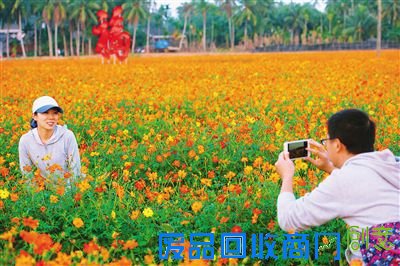 游客畅游花海。
