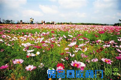 美丽花海。本报记者