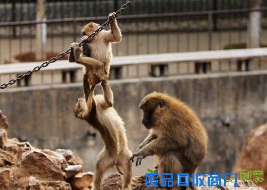 孙悟空是金丝猴还是猕猴? 这些猴事儿你未必都清楚[图]